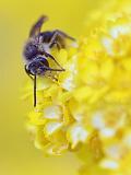 Bug On A Yellow Flower_53624